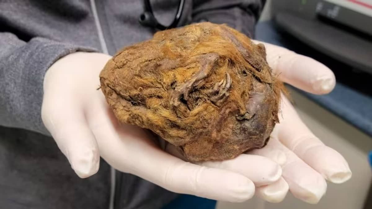 Esquilo da 'Era do Gelo' é encontrado parecendo uma bola de pelo; entenda  