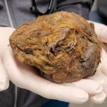 Esquilo da 'Era do Gelo' é encontrado parecendo uma bola de pelo; entenda  