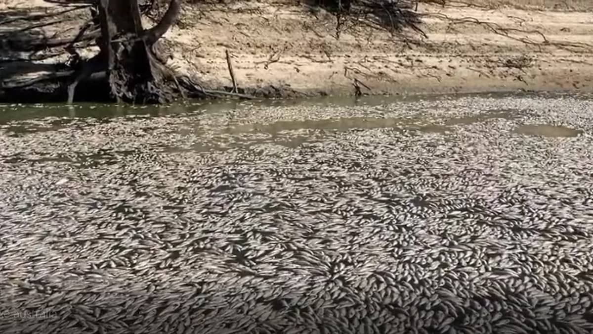 Calor mata milhões de peixes na Australia e deixa rio bloqueado; veja vídeo