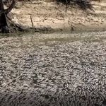 Calor mata milhões de peixes na Australia e deixa rio bloqueado; veja vídeo