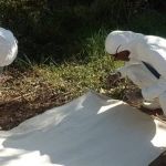 Divinópolis confirma primeira morte por febre maculosa