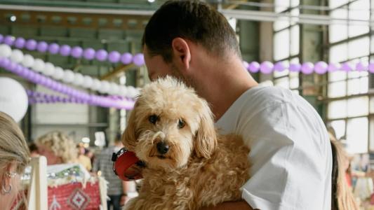 Estabelecimentos comerciais que aceitam a entrada e permanência de animais devem exibir o selo "pet friendly"