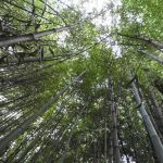 As Estações Ecológicas