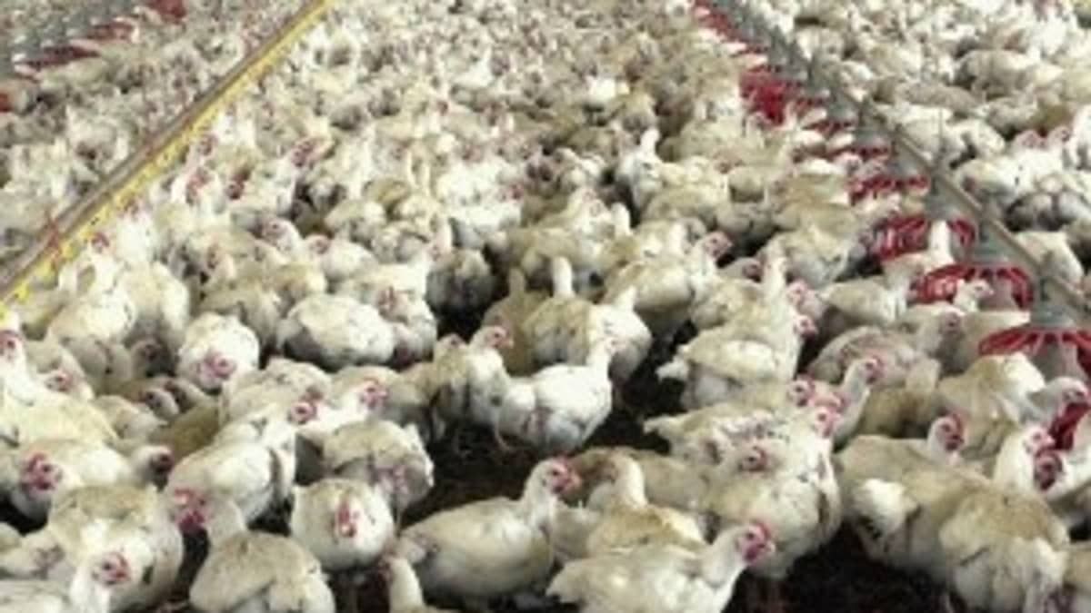 Pelo menos 6 estados decretaram emergência zoossanitária após casos de gripe aviária