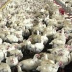 Pelo menos 6 estados decretaram emergência zoossanitária após casos de gripe aviária