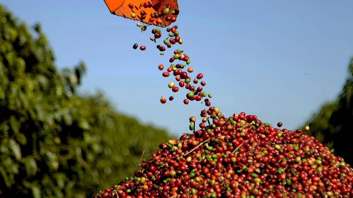 Primeiro café, fruto de agricultura regenerativa do país,  é do Cerrado mineiro