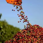 Primeiro café, fruto de agricultura regenerativa do país,  é do Cerrado mineiro