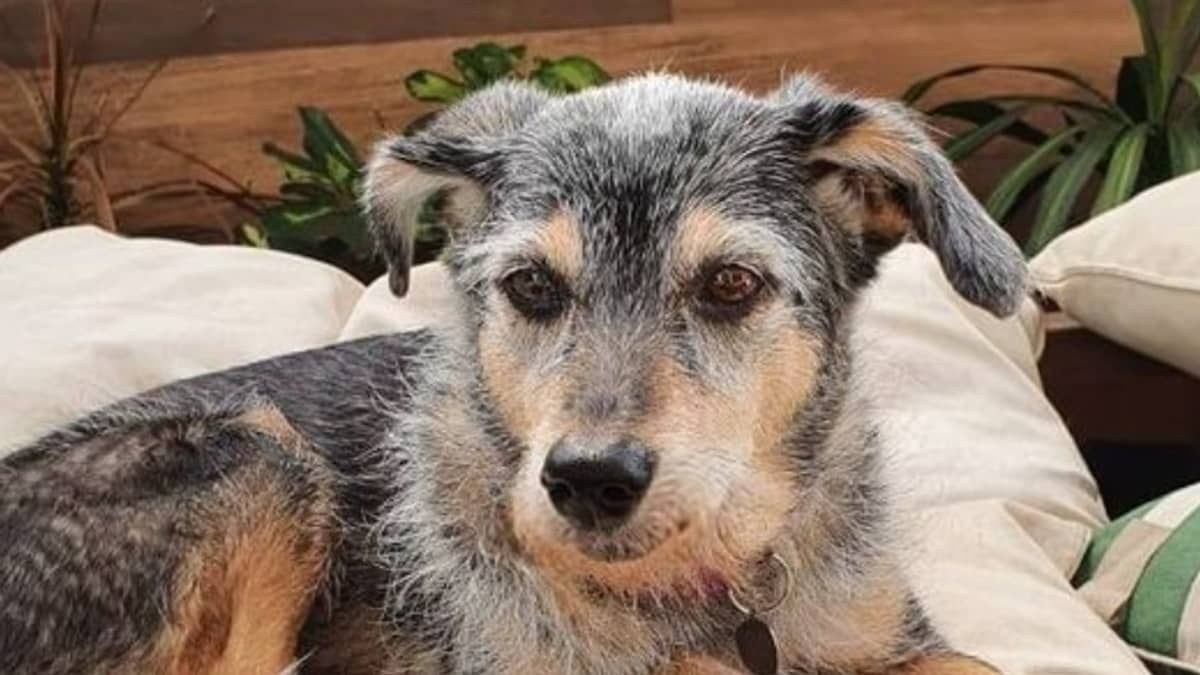 Primeira influencer pet do Brasil, Estopinha está doente aos 14 anos