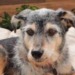 Primeira influencer pet do Brasil, Estopinha está doente aos 14 anos