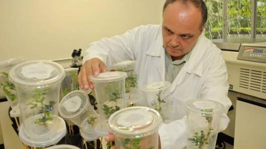 Estudo avalia a eficácia de fungo como produto biológico para combater o carrapato-estrela
