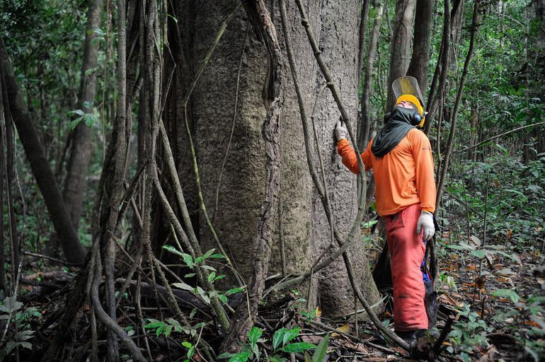 Estudo da USP propõe novos critérios para corte de árvores na Amazônia para frear perda genética