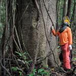 Estudo da USP propõe novos critérios para corte de árvores na Amazônia para frear perda genética