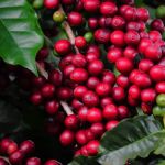 Começa o tradicional Circuito Mineiro da Cafeicultura 2023