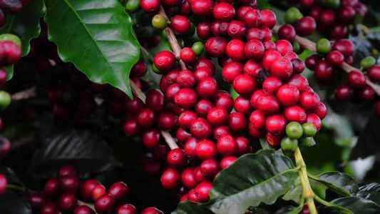 Estudo indica que 50% da safra brasileira do café sairá das lavouras mineiras. 