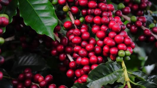 Estudo indica que 50% da safra brasileira do café sairá das lavouras mineiras.