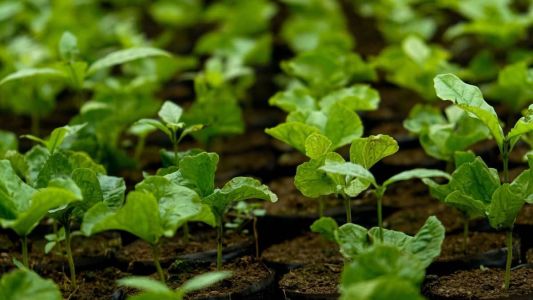 Estufa Coletiva será inaugurada nesta semana em Antônio Pereira