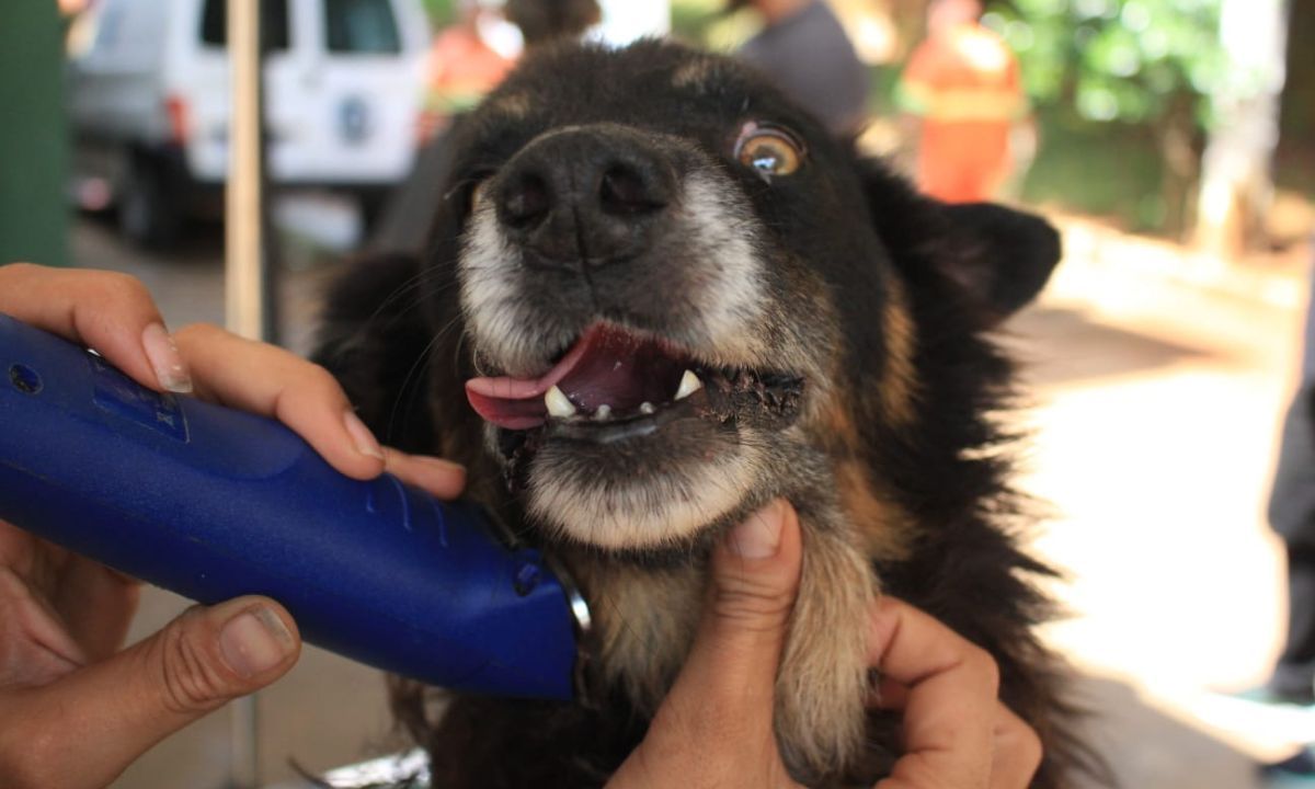 Canil Municipal de Juiz de Fora recebe segundo evento de bem-estar animal