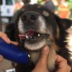 Canil Municipal de Juiz de Fora recebe segundo evento de bem-estar animal