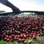 Hub Conecta Day apresenta inovações tecnológicas à cafeicultura familiar 