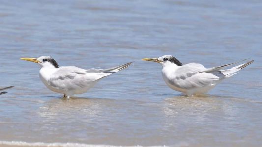 O primeiro caso de gripe aviária em ave silvestre no Brasil foi confirmado no dia 15 de maio