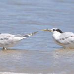 Gripe Aviária: Ministério da Saúde confirma mais um caso no país