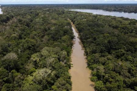 Amazônia pode perder até 38% das florestas em savanização acelerada até 2060