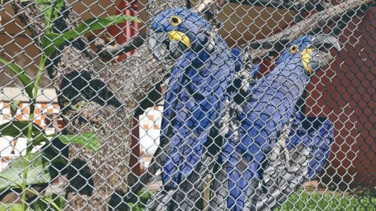 Executivo municipal tentou conceder o Zoológico de BH à iniciativa privada