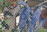 Zoológico de BH vai funcionar em novo horário neste domingo (20)