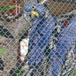 Prefeitura vai fazer obras no Zoológico de BH após leilão da área terminar sem lances