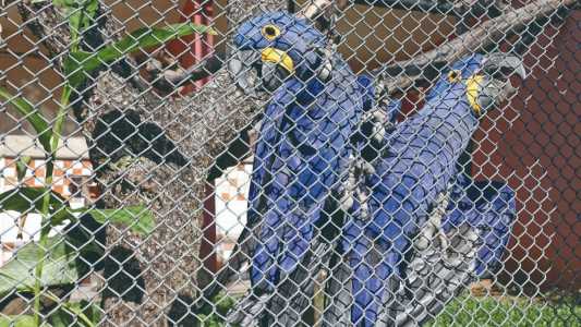 Executivo municipal tentou conceder o Zoológico de BH à iniciativa privada