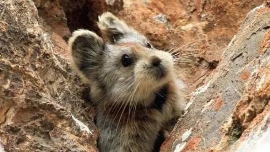 Existem outras espécies de pika na América do Norte