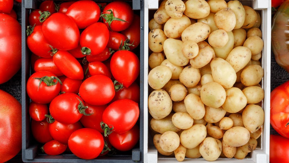 Tomate e batata: expedição técnica mapeia desafios e avanços na produção em 14 regiões brasileiras