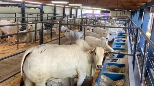 Exposição terá mais de 700 exemplares das raças Brahman, Gir Leiteiro, Guzerá, Nelore, Sindi e Tabapuã