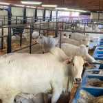 16ª ExpoGenética será inaugurada na segunda com mais de 700 exemplares de animais
