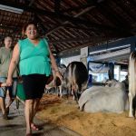 ExpoZebu, maior feira de raças zebuínas do mundo, começa no próximo dia 29