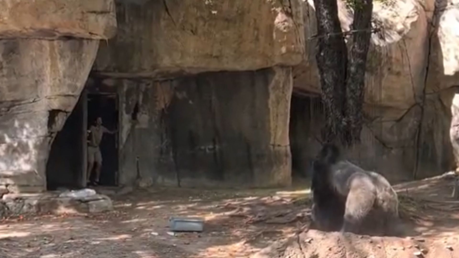 Vídeo: gorila persegue tratadores em zoológico nos EUA