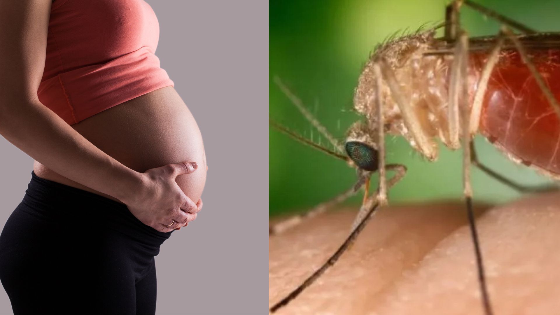 Gestantes infectadas com febre oropouche podem transmitir doença aos bebês; entenda