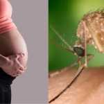 Gestantes infectadas com febre oropouche podem transmitir doença aos bebês; entenda