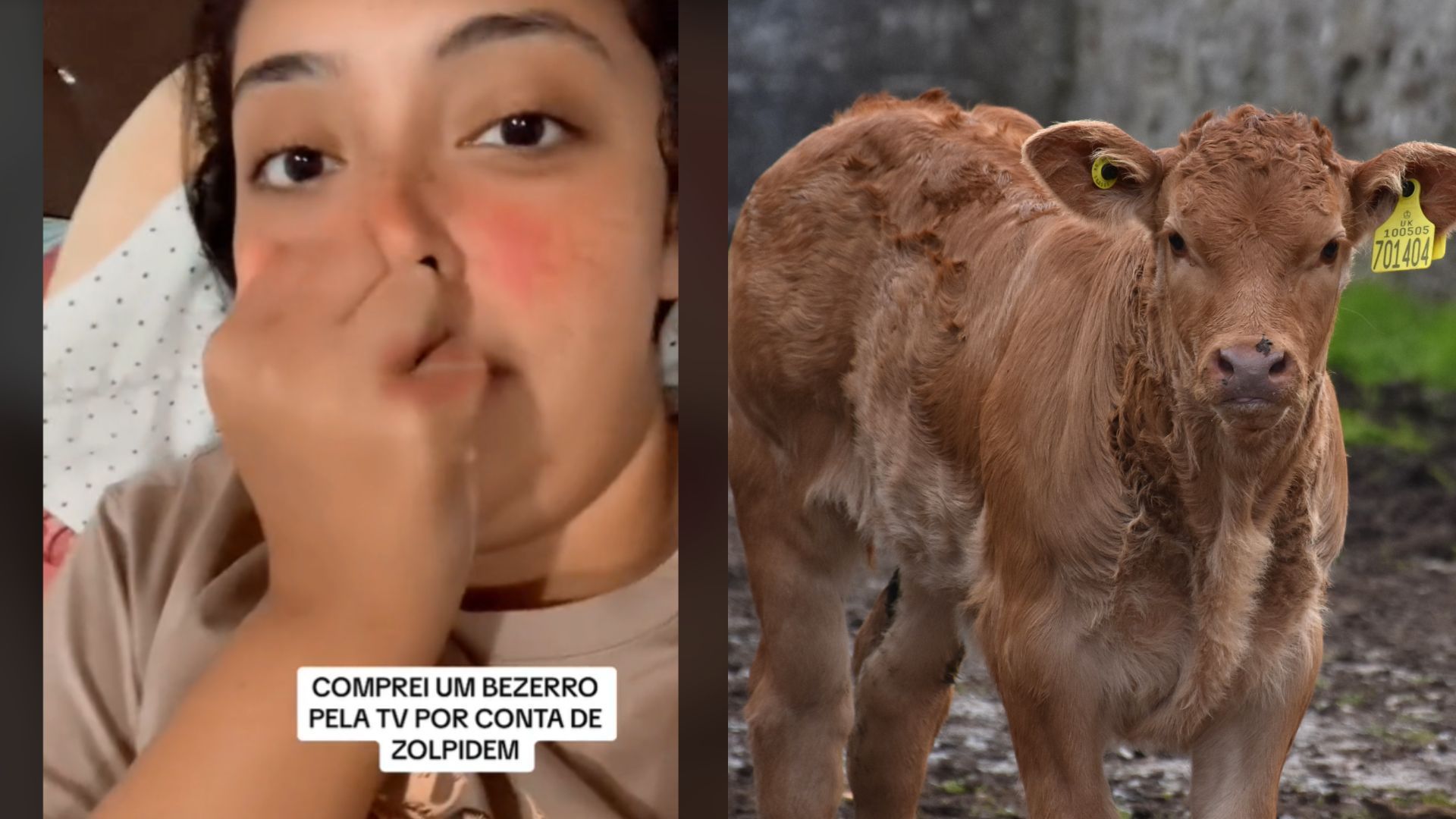 ‘Acordei no leilão de vaca’: mulher compra bezerro após tomar zolpidem