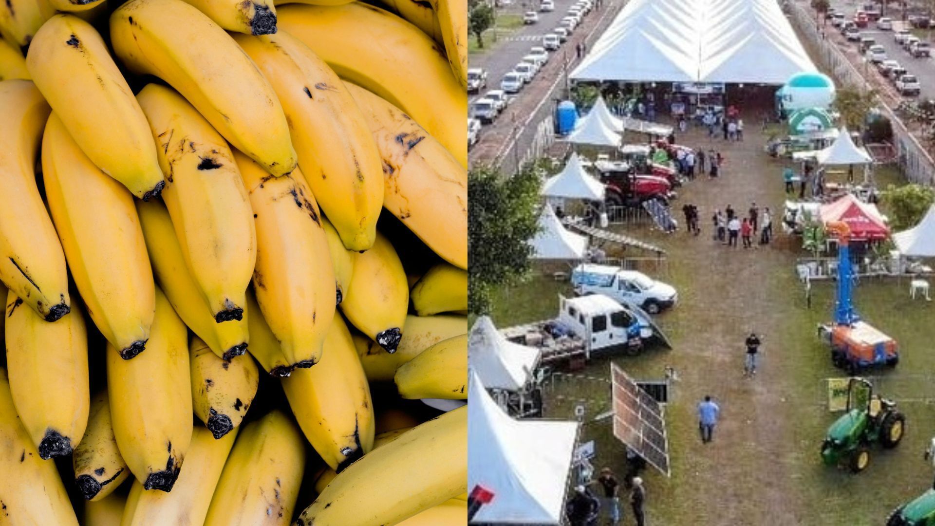 6ª Feira da Banana acontece nesta semana em município do interior de Minas