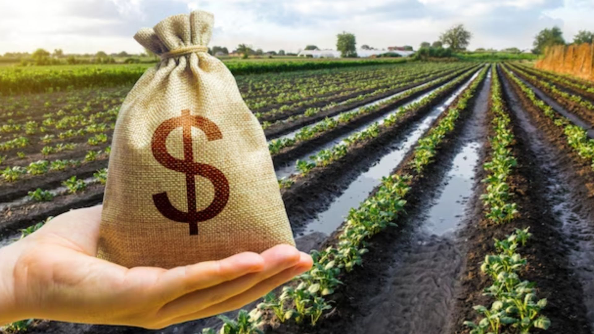 BNDES amplia financiamento para cooperativas agropecuárias