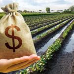 Dívidas bancárias podem tirar produtores da próxima safra