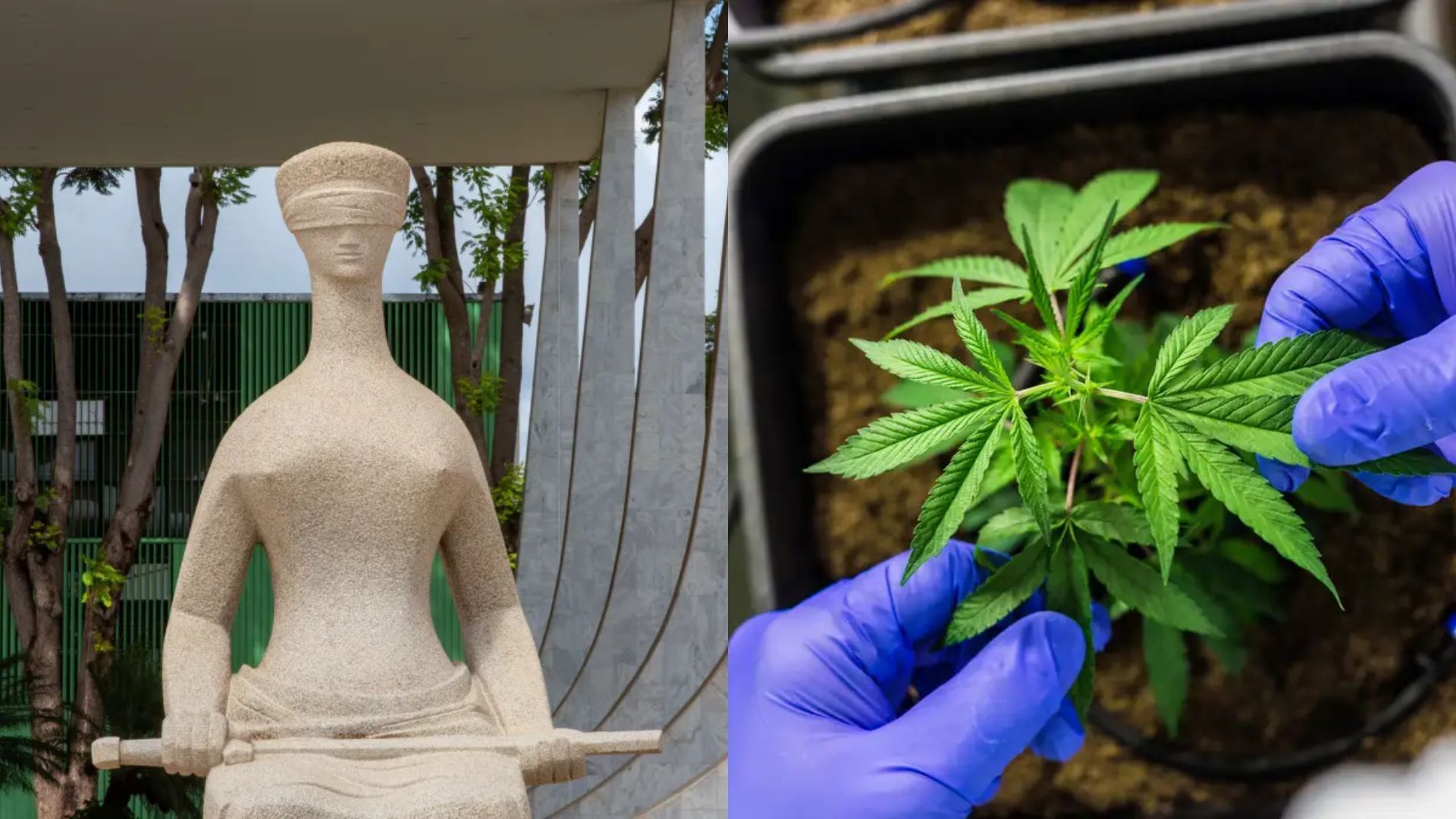 Palavra Aberta: a descriminalização da maconha é assunto para o STF ou para o Congresso?