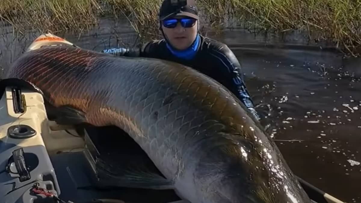 Vídeo: youtuber pesca pirarucu de 2,5 metros e 130 quilos na Amazônia e é 'atacado' pelo gigante