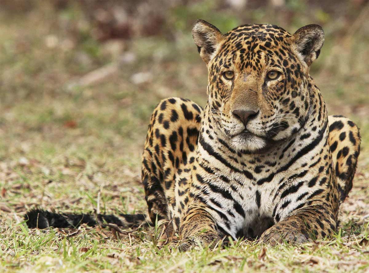 Onça-pintada: saiba onde vive espécie que devorou caseiro no Mato Grosso do Sul