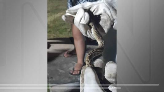 Falsa jararaca é resgatada de piscina em residência no Ceará.