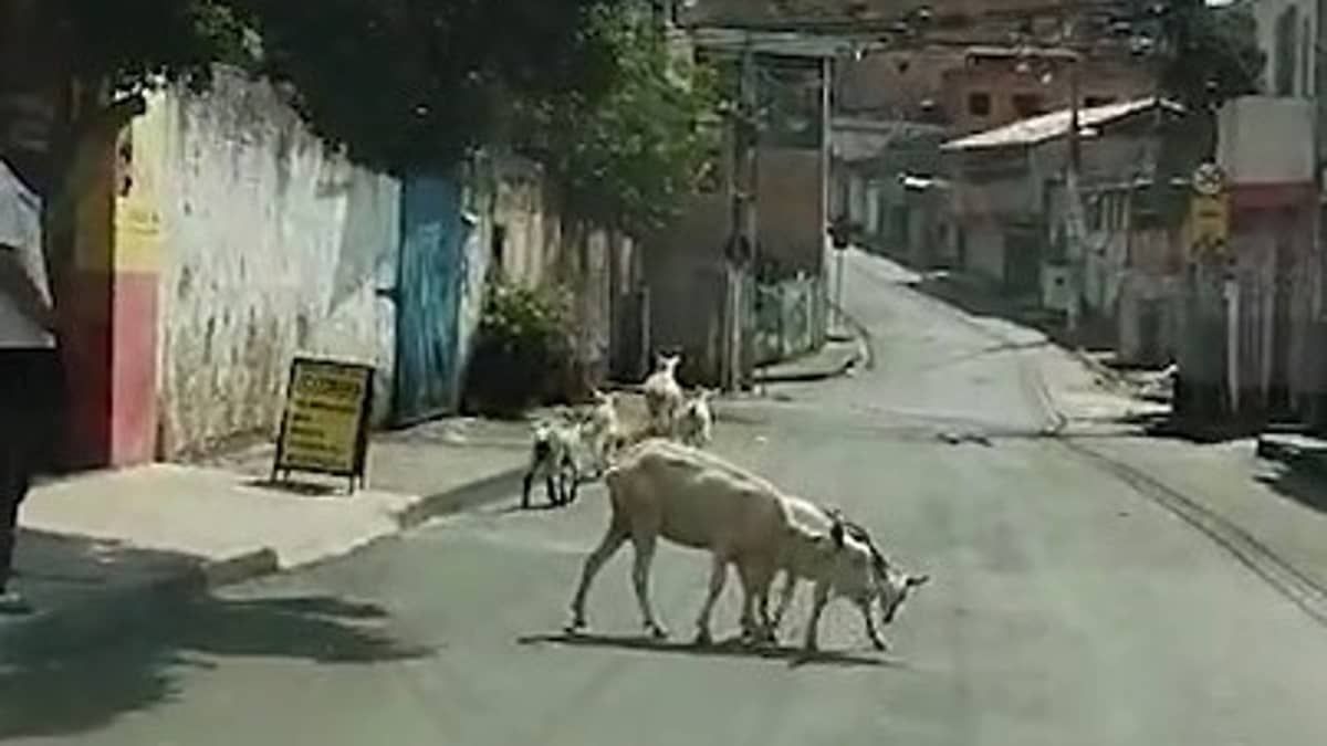 Capital nacional das cabras? Morador do Novo Aarão Reis coloca família para passear; assista