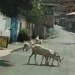 Capital nacional das cabras? Morador do Novo Aarão Reis coloca família para passear; assista