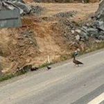 Família de patos-selvagens causa 'mini-operação' da PRF, que interdita rodovia