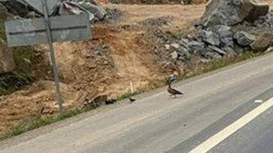 Familia de patos tentava atravessar rodovia movimentada em Santa Catarina